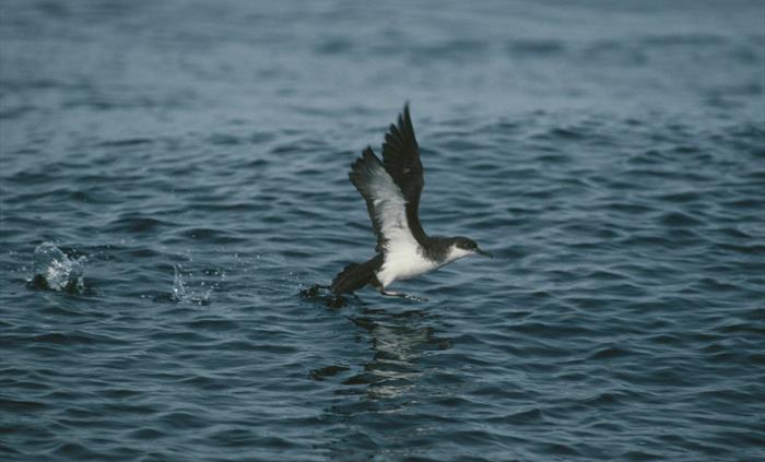 Manx Shearwater - Image Credit: Chris Gomersall